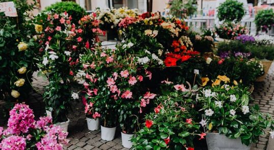 Hal yang Harus Dikenali Sebelum Buka Bisnis Toko Bunga