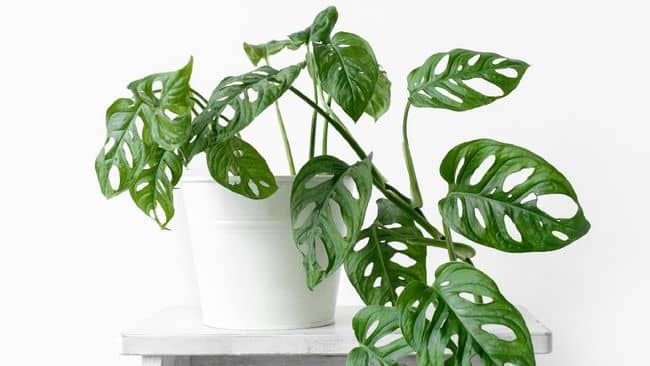 10 Tanaman Hias Daun Anti Polutan untuk Teras Rumah