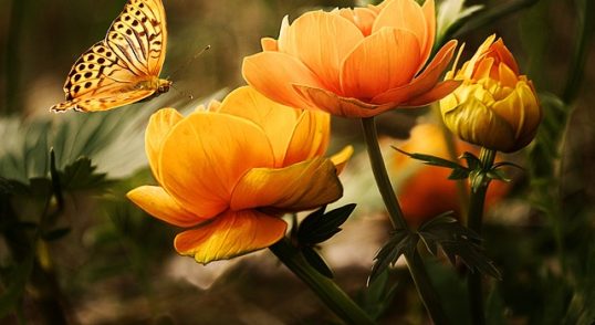 Tanaman Hias Gantung Jadikan Pekarangan Rumah Indah