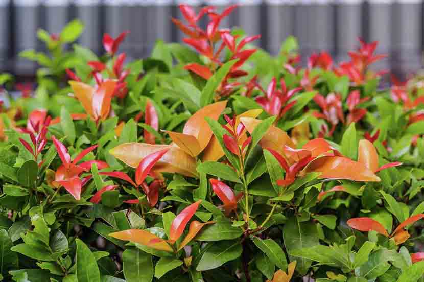 10 Tanaman Hias Daun Anti Polutan untuk Teras Rumah